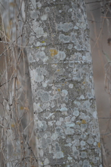 Pithecellobium dulce