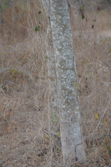 Pithecellobium dulce