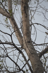 Pithecellobium dulce