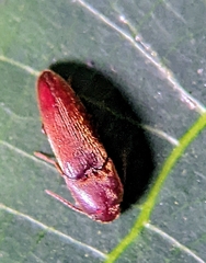 Eucnemidae
