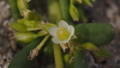 Cistanthe ambigua