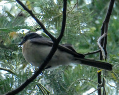 Myiagra cyanoleuca
