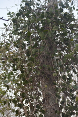 Phoradendron leucarpum