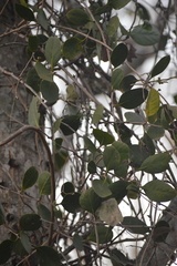 Phoradendron leucarpum