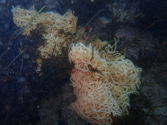 Aplysia vaccaria