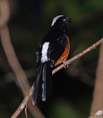 Copsychus stricklandii