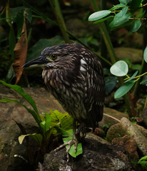 Nycticorax
