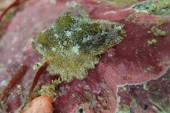 Aquilonastra anomala