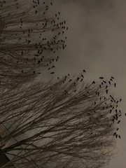 Corvus brachyrhynchos