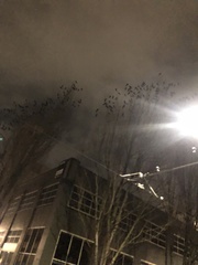 Corvus brachyrhynchos