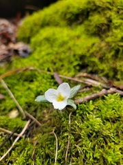 Trillium nivale