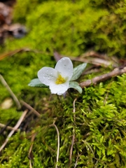Trillium nivale
