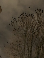 Corvus brachyrhynchos