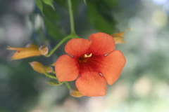 Campsis