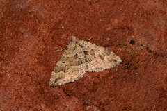 Epyaxa agelasta
