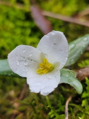 Trillium nivale