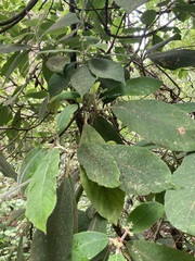 Clethra mexicana