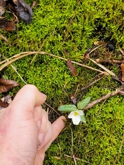 Trillium nivale