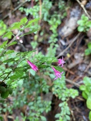 Fuchsia microphylla microphylla