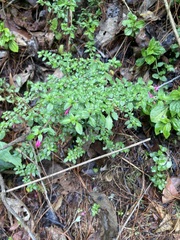 Fuchsia microphylla microphylla