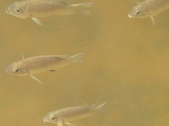 Sarotherodon melanotheron