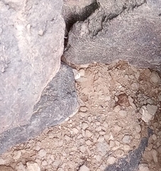 Sonorella allynsmithi