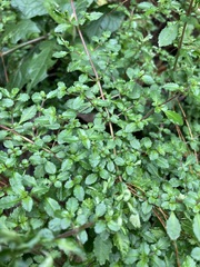Fuchsia microphylla microphylla