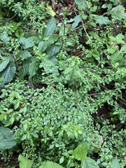 Fuchsia microphylla microphylla