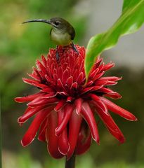 Arachnothera longirostra