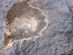 Sonorella allynsmithi