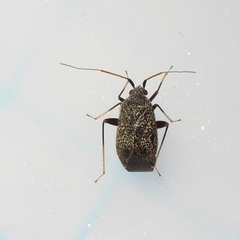 Texocoris nigrellus