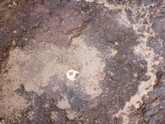 Sonorella allynsmithi
