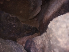 Sonorella allynsmithi