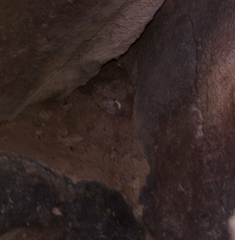 Sonorella allynsmithi