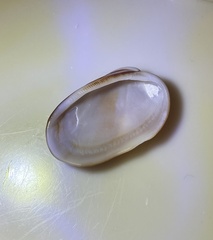 Barbatia amygdalumtostum