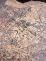 Sonorella allynsmithi
