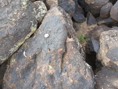 Sonorella allynsmithi