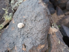 Sonorella allynsmithi