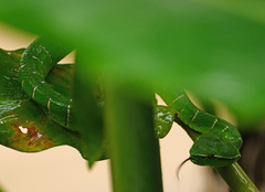 Tropidolaemus subannulatus