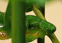Tropidolaemus subannulatus