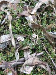 Euryomyrtus ramosissima