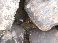 Sonorella allynsmithi
