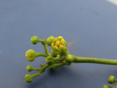 Beilschmiedia tovarensis