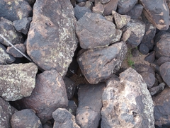 Sonorella allynsmithi