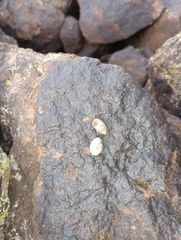 Sonorella allynsmithi