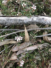 Euryomyrtus ramosissima