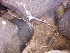 Sonorella allynsmithi