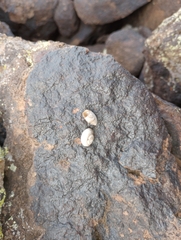 Sonorella allynsmithi