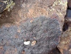 Sonorella allynsmithi