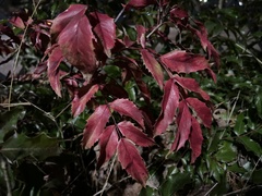 Berberis aquifolium